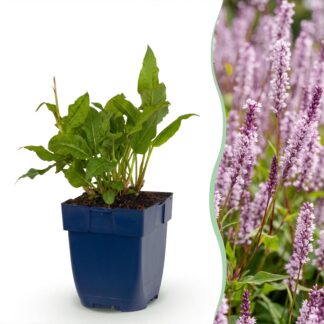 Plante vivace - Persicaria ampl. Rosea - Renouée - Ombre - Rose - 6 Plantes - Pot 11cm - Hauteur 15-25cm
