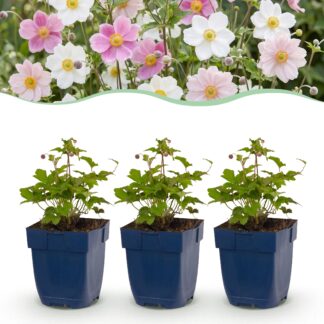 Plante vivace - Anémone Tricolore - Anémone d'automne - Ombre - Rose Foncé - Rose - Blanc - 6 Plantes - Pot 11cm - Hauteur 15-25cm