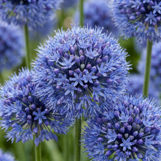 160x Allium Caeruleum - Ail bleu - Bleu - Floraison estivale - Calibre 4/5