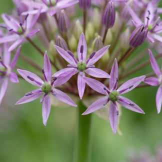 30x Allium Christophii - Ail étoilé de Perse - Violet - Floraison estivale - Calibre 10/12
