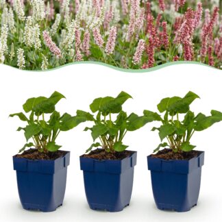 Plante vivace - Persicaria Tricolour - Renouée - Ombre - Rouge - Rose - Blanc - 6 Plantes - Pot 11cm - Hauteur 15-25cm