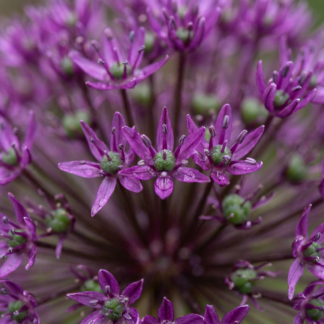 30x Allium Miami - Ail d'ornement Miami - Violet - Floraison estivale - Calibre 10/+