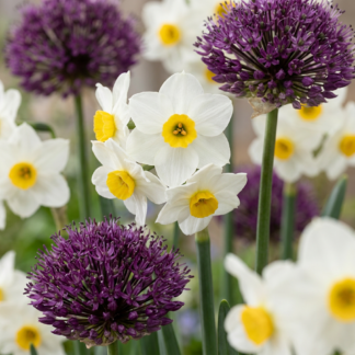 35x Bulb Dry Garden - Dry Garden Bulb Collection - Miscellaneous - Summer bloomer - Bulb size 10/12