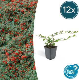 12x Cotoneaster dammeri - Altezza 10-25cm - Vaso 9cm