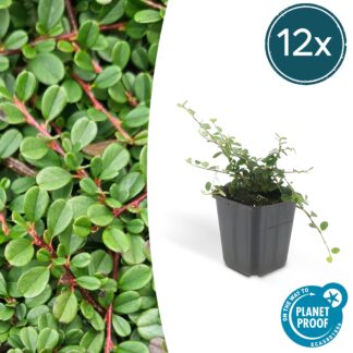 12x Cotoneaster pr. 'Streib's Findling' - Altezza 10-25cm - Vaso 9cm