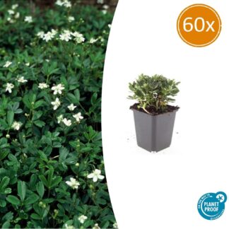 60x Potentilla tridentata 'Nuuk' - Altezza 10-25cm - Vaso 9cm