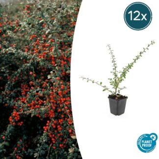 12x Cotoneaster suec. 'Coral Beauty' - Altezza 10-25cm - Vaso 9cm