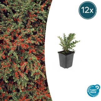12x Cotoneaster horizontalis - Altezza 10-25cm - Vaso 9cm