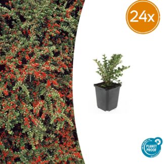 24x Cotoneaster horizontalis - Altezza 10-25cm - Vaso 9cm