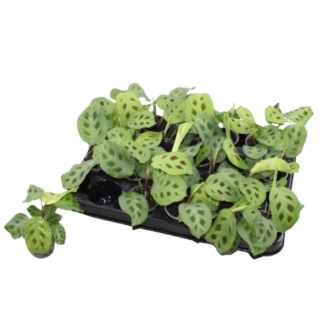 Maranta leu. 'Kerchoveana' - Rabbit's foot plant - Green - Tropical - Vaso 6cm - Altezza 12cm
