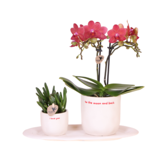 Kolibri Orchids | Gift Set ‘Love You’ | Red Phalaenopsis Orchid Congo Biancoh green plant in Love pots on a Cloud plate