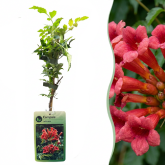 Campsis radicans - Trumpet vine - Orange - Red - Climber - Vaso 9cm - Altezza 35cm