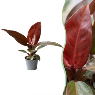 Philodendron Sun Red - Philodendron Sun Red - Green - Red - Pink - Tropical - Vaso 6cm - Altezza 10cm