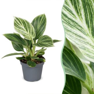 Philodendron Bianco Measure - Philodendron Bianco Measure - Green - Bianco - Tropical - Vaso 6cm - Altezza 10cm