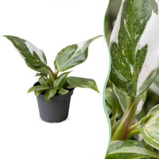 Philodendron Bianco Princess - Bianco Princess Philodendron - Green - Bianco - Tropical - Vaso 6cm - Altezza 16cm
