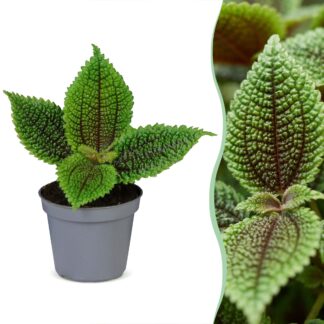 Pilea Moon Valley - Moon Valley Pilea - Green - Tropical - Vaso 6cm - Altezza 12cm