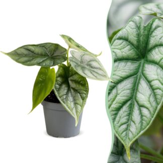 Alocasia Dragon Scale - Dragon Scale Alocasia - Green - Tropical - Vaso 6cm - Altezza 12cm