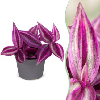 Tradescantia Pink Paradise® - Pink Paradise Spiderwort - Purple - Pink - Tropical - Vaso 6cm - Altezza 5cm