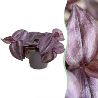 Tradescantia Purple Joy - Spiderwort Purple Joy - Purple - Pink - Tropical - Vaso 6cm - Altezza 5cm