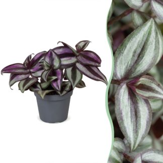 Tradescantia Zebra Pink Joy - Pink Inch Plant - Purple - Pink - Tropical - Vaso 6cm - Altezza 5cm