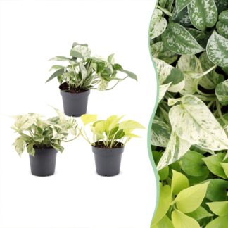 3x Epipremnum Tricolour - Yellow - Green - Cream - Tropical - Vaso 6cm - Altezza 20-25cm