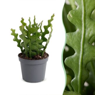 Epiphyllum Anguliger - Fishbone Cactus - Green - Tropical - Vaso 6cm - Altezza 15cm