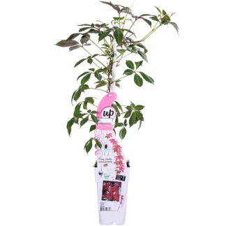 Parthenocissus henryana - Chinese Wild Winged - Vaso 15cm - Altezza 65cm