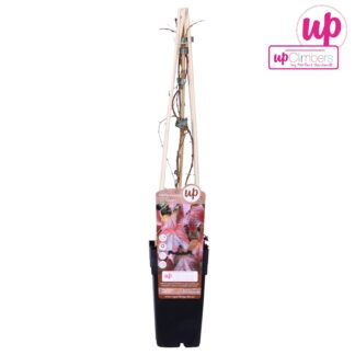 Parthenocissus Tricuspidata 'Veitch Boskoop' P15 - Vaso 15cm - Altezza 65cm