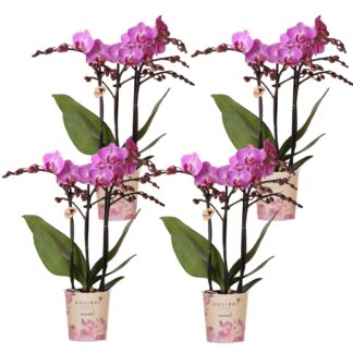 Kolibri Orchids | COMBI DEAL of 4 Phalaenopsis Orchids - Vienna - Pot Size Vaso 9cm | Flowering Houseplant - Fresh from the Grower
