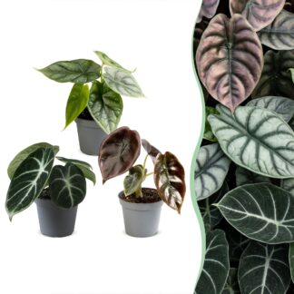 3x Baby Alocasia Tricolour - Red - Green - Black - Tropical - Vaso 6cm - Altezza 12cm