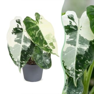 Alocasia Frydek Variegata - Variegated Green Velvet Elephant Ear - Green - Variegata - Tropical - Vaso 6cm - Altezza 12cm