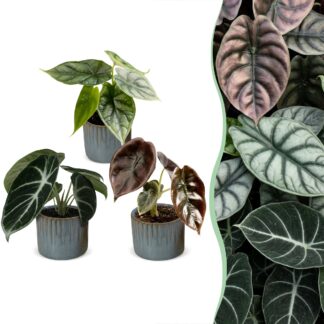 3x Baby Alocasia Tricolour - Red - Green - Black - Tropical - incl. Linnea Misty Blu - Vaso 6cm - Altezza 12cm