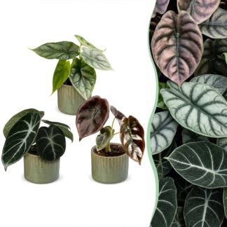 3x Baby Alocasia Tricolour - Red - Green - Black - Tropical - incl. Linnea Olive - Vaso 6cm - Altezza 12cm