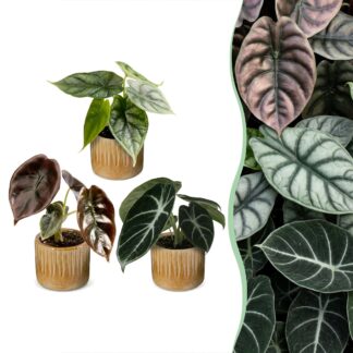 3x Baby Alocasia Tricolour - Red - Green - Black - Tropical - incl. Linnea Honey - Vaso 6cm - Altezza 12cm