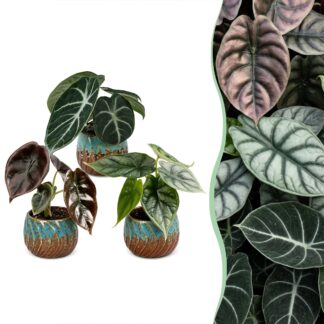 3x Baby Alocasia Tricolour - Red - Green - Black - Tropical - incl. Copper Reef - Vaso 6cm - Altezza 12cm