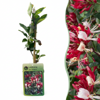 6x Lonicera per. 'Serotina' - Late Dutch honeysuckle - Purple - Yellow - Climber - Vaso 9cm - Altezza 35cm