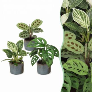 3x Baby Plants Surprise Box - Baby Plants Surprise Box - Various colours - Tropical - incl. Linnea Misty Blu - Vaso 6cm - Altezza 5-15cm