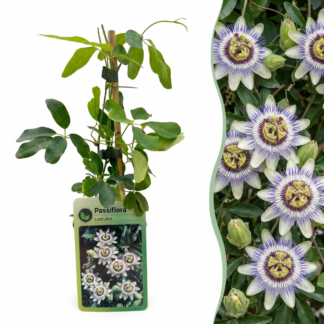 6x Passiflora caerulea - Blu passionflower - Bianco - Purple - Climber - Vaso 9cm - Altezza 35cm