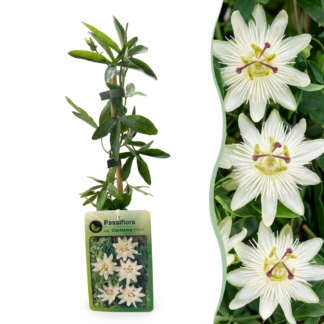 6x Passiflora ca. 'Constance Elliott' - Constance Elliott passionflower - Bianco - Climber - Vaso 9cm - Altezza 35cm