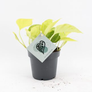 Epipremnum Champs Élysées - Champs Élysées Pothos - Yellow - Tropical - Vaso 12cm - Altezza 25cm