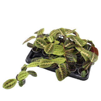 Maranta Fascinator Tricolor - Fascinator prayer plant - Green - Tropical - Vaso 6cm - Altezza 12cm