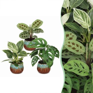 3x Baby Plants Surprise Box - Baby Plants Surprise Box - Various colours - Tropical - incl. Copper Reef - Vaso 6cm - Altezza 5-15cm