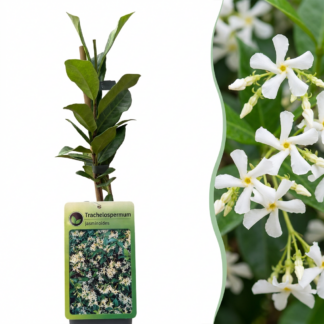 6x Trachelospermum jasminoides - Star Jasmine - Bianco - Climber - Vaso 9cm - Altezza 35cm
