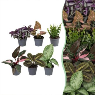 6x Baby Plants Surprise Box - Baby Plants Surprise Box - Various colours - Tropical - Vaso 6cm - Altezza 5-15cm
