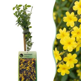 Jasminum nudiflorum - Winter jasmine - Yellow - Climber - Vaso 9cm - Altezza 35cm