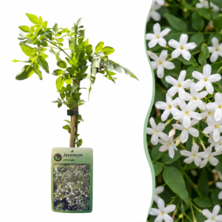 Jasminum officinale - Common jasmine - Bianco - Climber - Vaso 9cm - Altezza 35cm