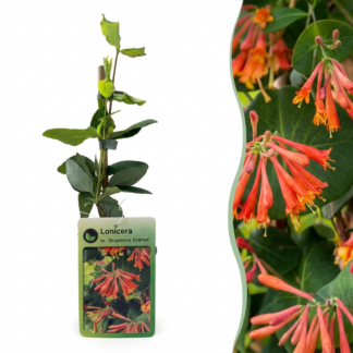 Lonicera br. 'Dropmore Scarlet' - Dropmore Scarlet honeysuckle - Red-Yellow - Climber - Vaso 9cm - Altezza 35cm