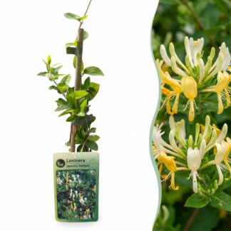 Lonicera jap. 'Halliana' - Hall's honeysuckle - Bianco - Yellow - Climber - Vaso 9cm - Altezza 35cm