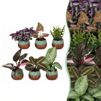 6x Baby Plants Surprise Box - Baby Plants Surprise Box - Various colours - Tropical - incl. Copper Reef - Vaso 6cm - Altezza 5-15cm