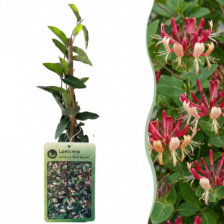 Lonicera jap. 'Red World' - Japanese honeysuckle - Red - Pink - Climber - Vaso 9cm - Altezza 35cm
